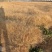 画眉草自产自销画眉草种植基地画眉草100万低价处理