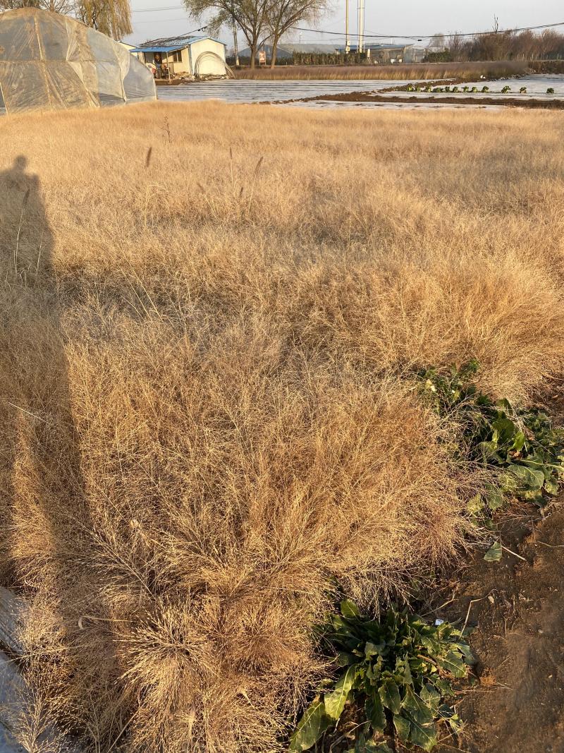 画眉草自产自销画眉草种植基地画眉草100万低价处理