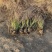 画眉草自产自销画眉草种植基地画眉草100万低价处理