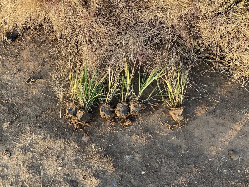 画眉草自产自销画眉草种植基地画眉草100万低价处理