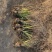 画眉草自产自销画眉草种植基地画眉草100万低价处理