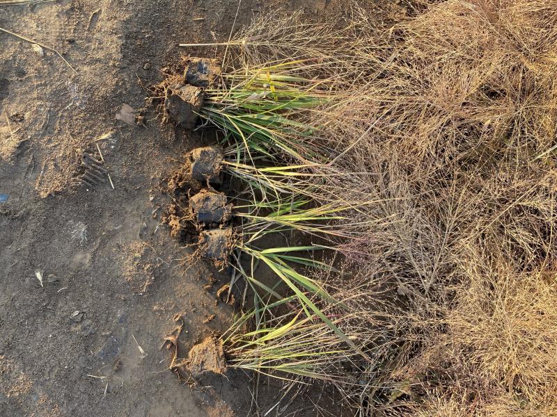 画眉草自产自销画眉草种植基地画眉草100万低价处理
