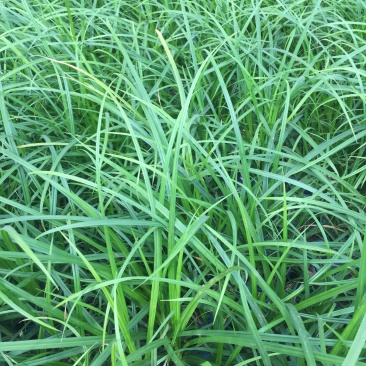 崂峪苔草种植基地崂峪苔草600万低价处理