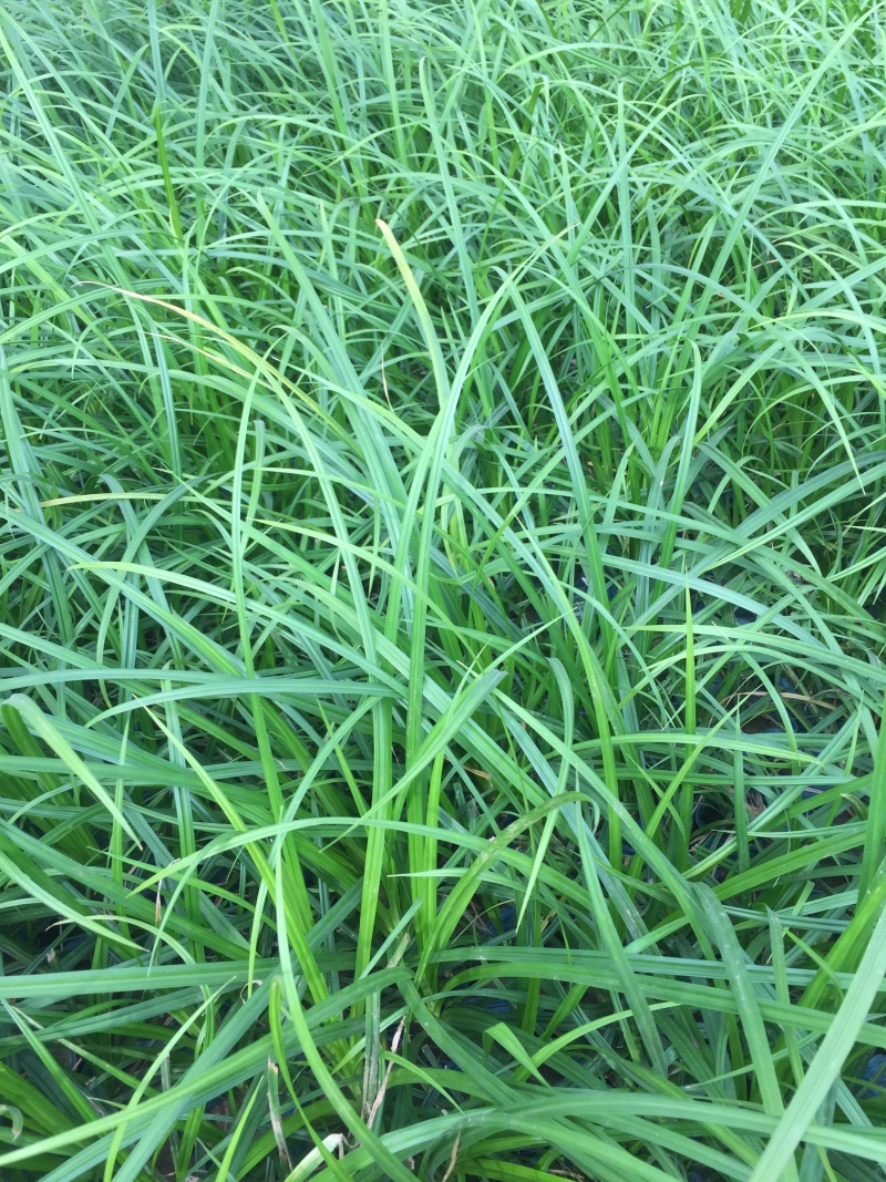 崂峪苔草种植基地崂峪苔草600万低价处理
