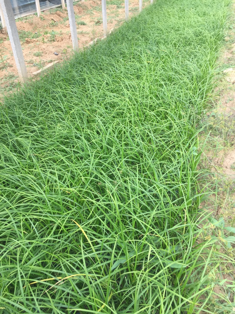 崂峪苔草种植基地崂峪苔草600万低价处理