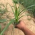 崂峪苔草种植基地崂峪苔草600万低价处理