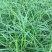 崂峪苔草种植基地崂峪苔草600万低价处理