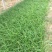 崂峪苔草种植基地崂峪苔草600万低价处理