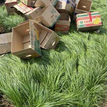 青绿苔草自产自销青绿苔草600万低价处理