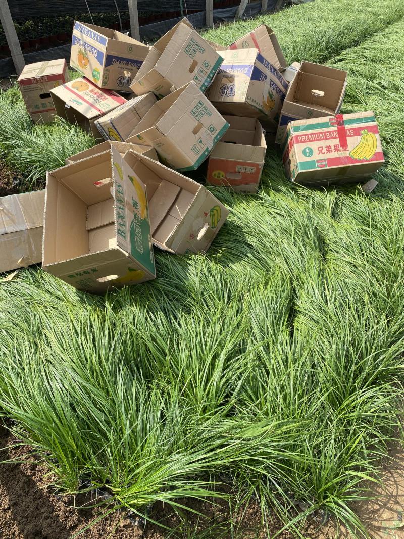 青绿苔草自产自销青绿苔草600万低价处理