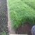 青绿苔草自产自销青绿苔草600万低价处理