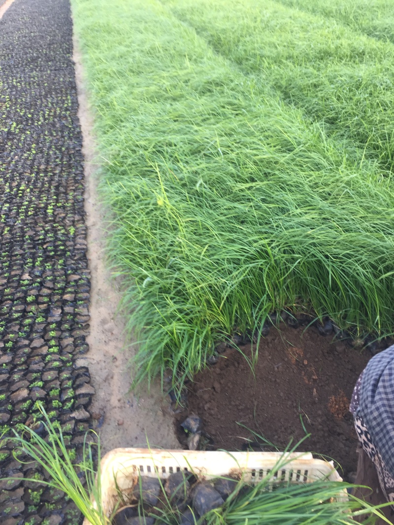 青绿苔草自产自销青绿苔草600万低价处理