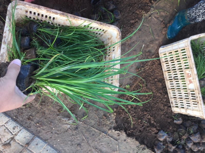 青绿苔草自产自销青绿苔草600万低价处理