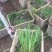 青绿苔草自产自销青绿苔草600万低价处理