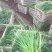 青绿苔草自产自销青绿苔草600万低价处理