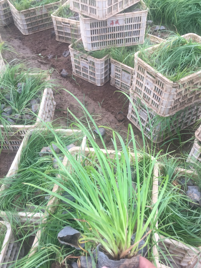 青绿苔草自产自销青绿苔草600万低价处理