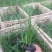 青绿苔草自产自销青绿苔草600万低价处理