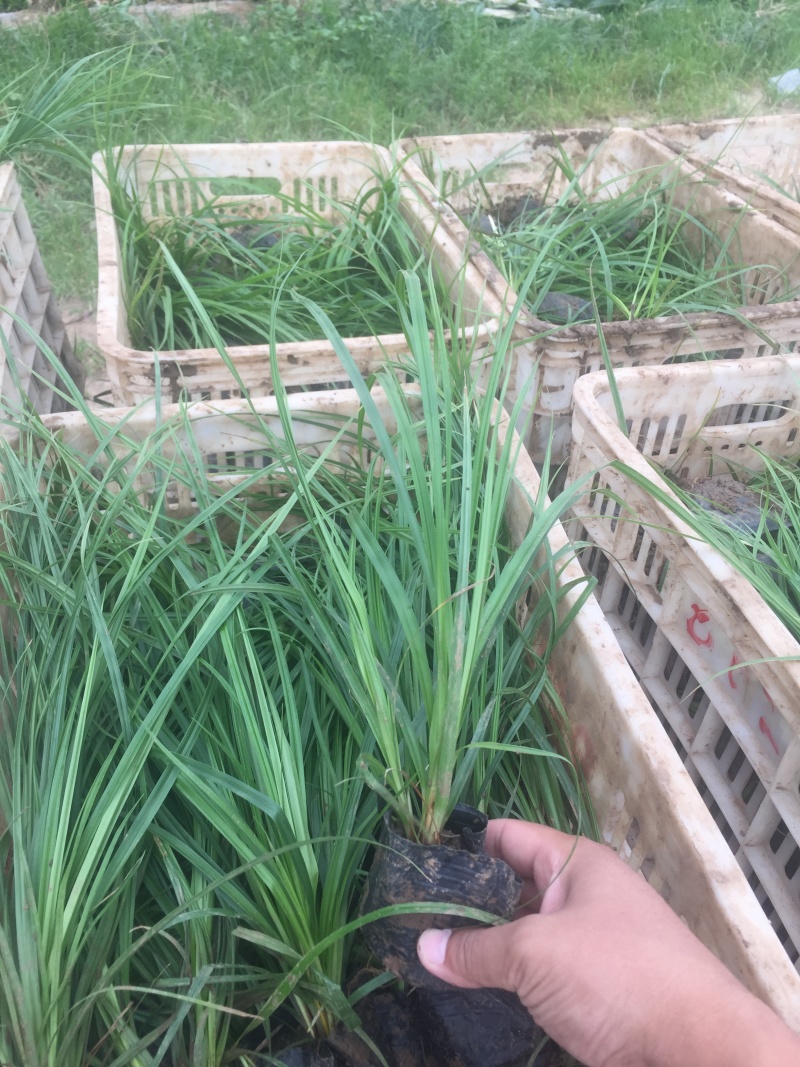 青绿苔草自产自销青绿苔草600万低价处理