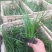 青绿苔草自产自销青绿苔草600万低价处理