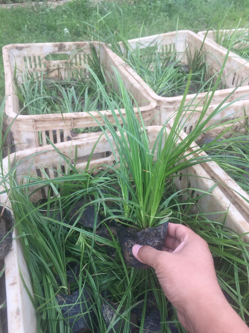 青绿苔草自产自销青绿苔草600万低价处理