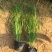 青绿苔草自产自销青绿苔草600万低价处理