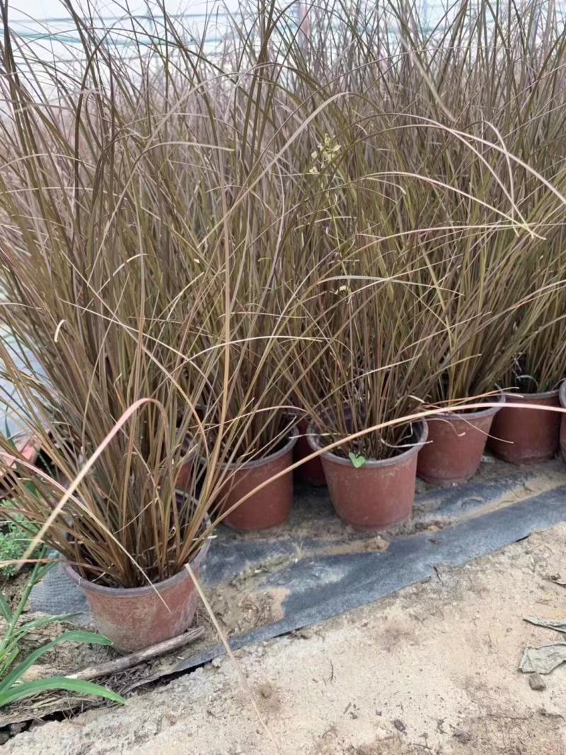 橘红苔草桔红苔草棕红苔草低价处理