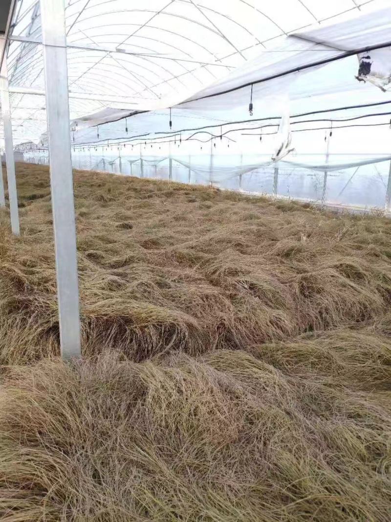 橘红苔草桔红苔草棕红苔草低价处理