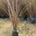 橘红苔草桔红苔草棕红苔草低价处理
