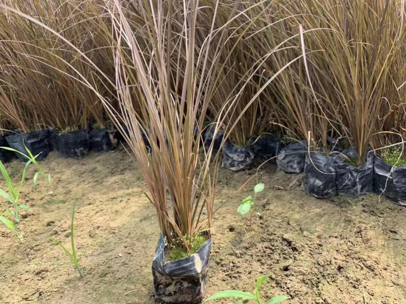橘红苔草桔红苔草棕红苔草低价处理