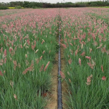 坡地毛冠草自产自销坡地毛冠草种植基地