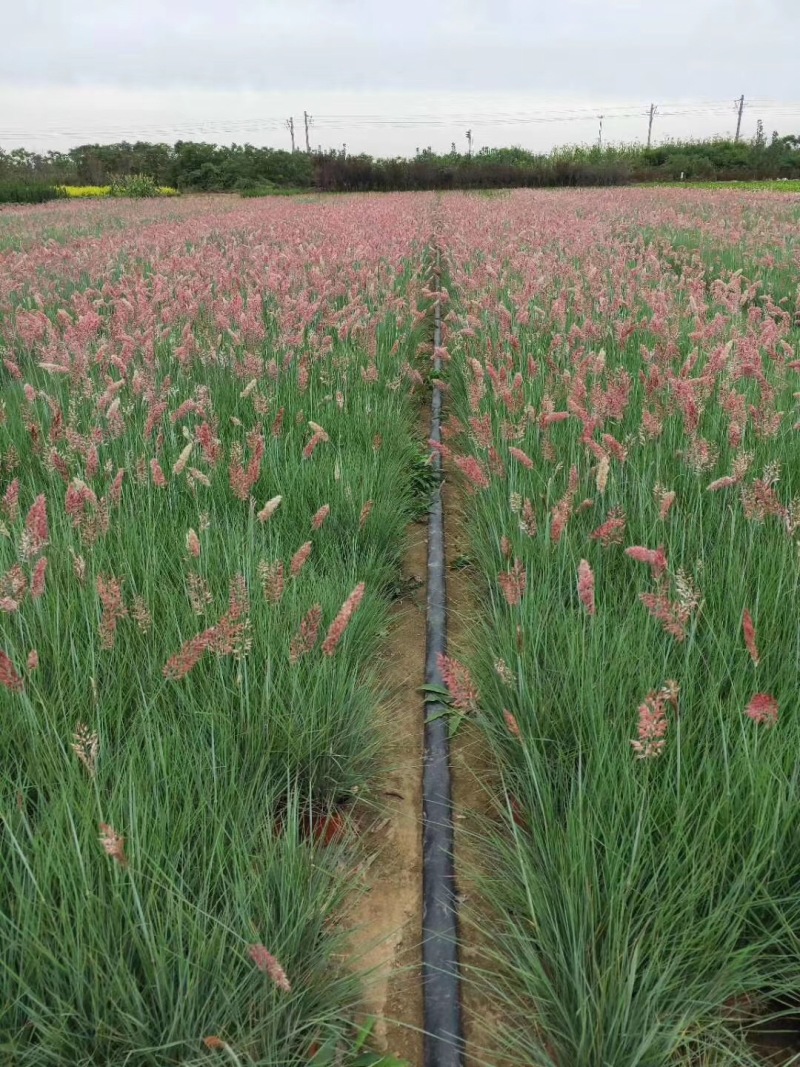 坡地毛冠草自产自销坡地毛冠草种植基地