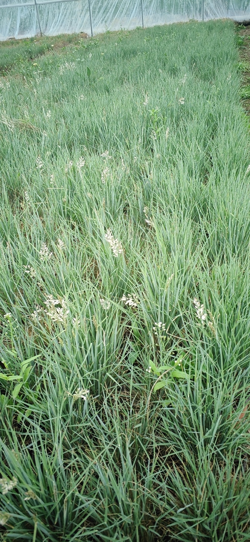 坡地毛冠草自产自销坡地毛冠草种植基地