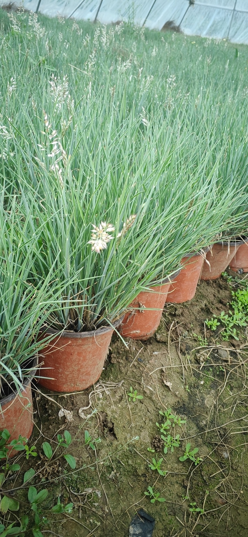 坡地毛冠草自产自销坡地毛冠草种植基地