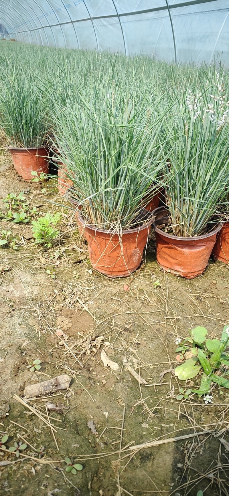 坡地毛冠草自产自销坡地毛冠草种植基地