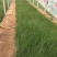 坡地毛冠草自产自销坡地毛冠草种植基地