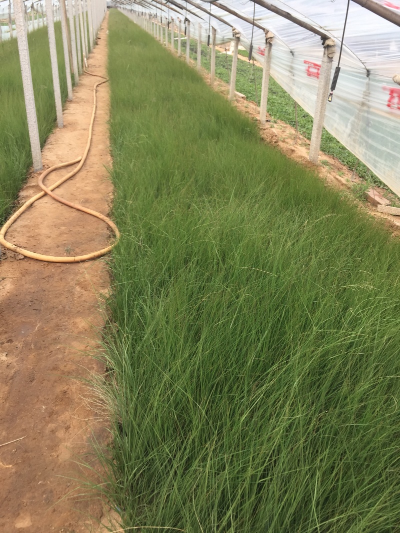 坡地毛冠草自产自销坡地毛冠草种植基地