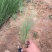 坡地毛冠草自产自销坡地毛冠草种植基地