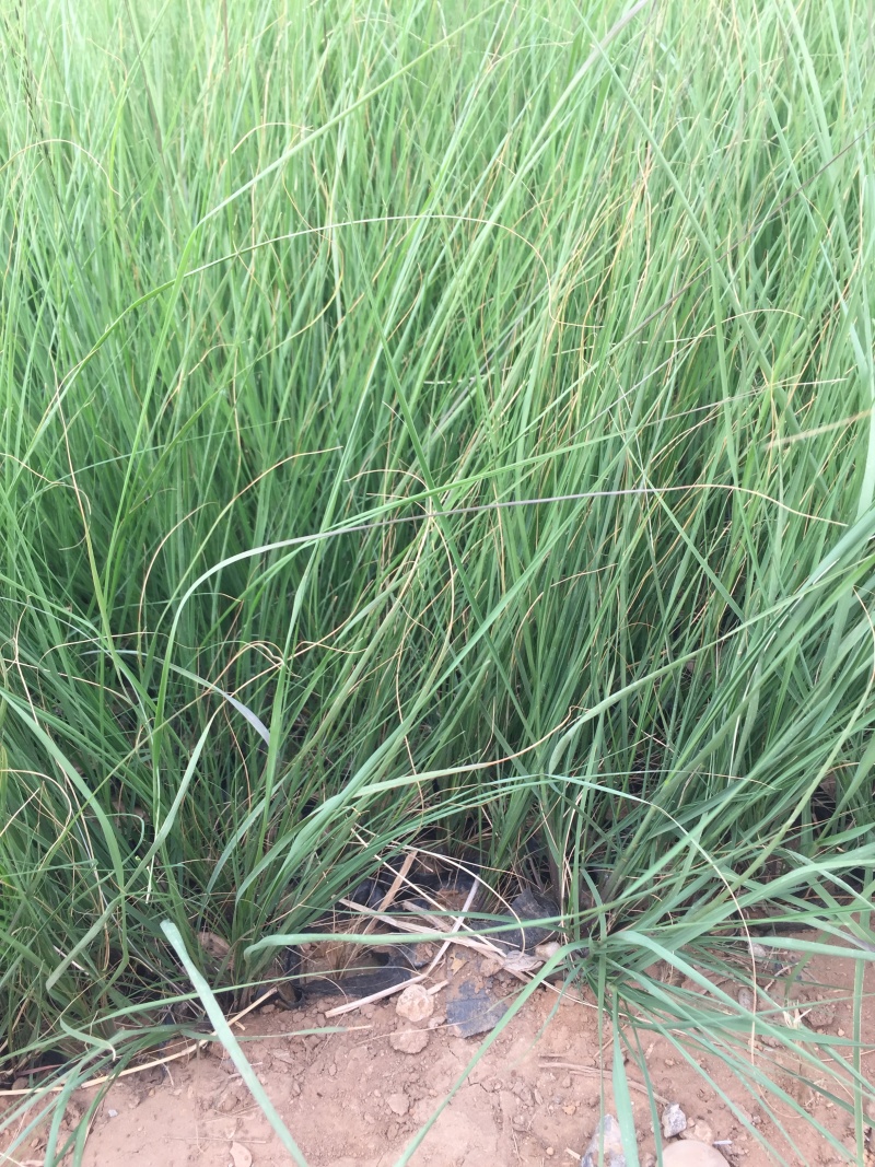 坡地毛冠草自产自销坡地毛冠草种植基地