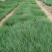 坡地毛冠草自产自销坡地毛冠草种植基地