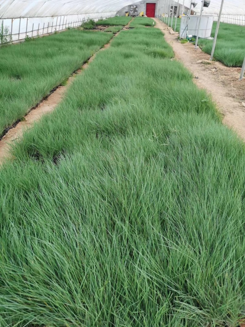 坡地毛冠草自产自销坡地毛冠草种植基地