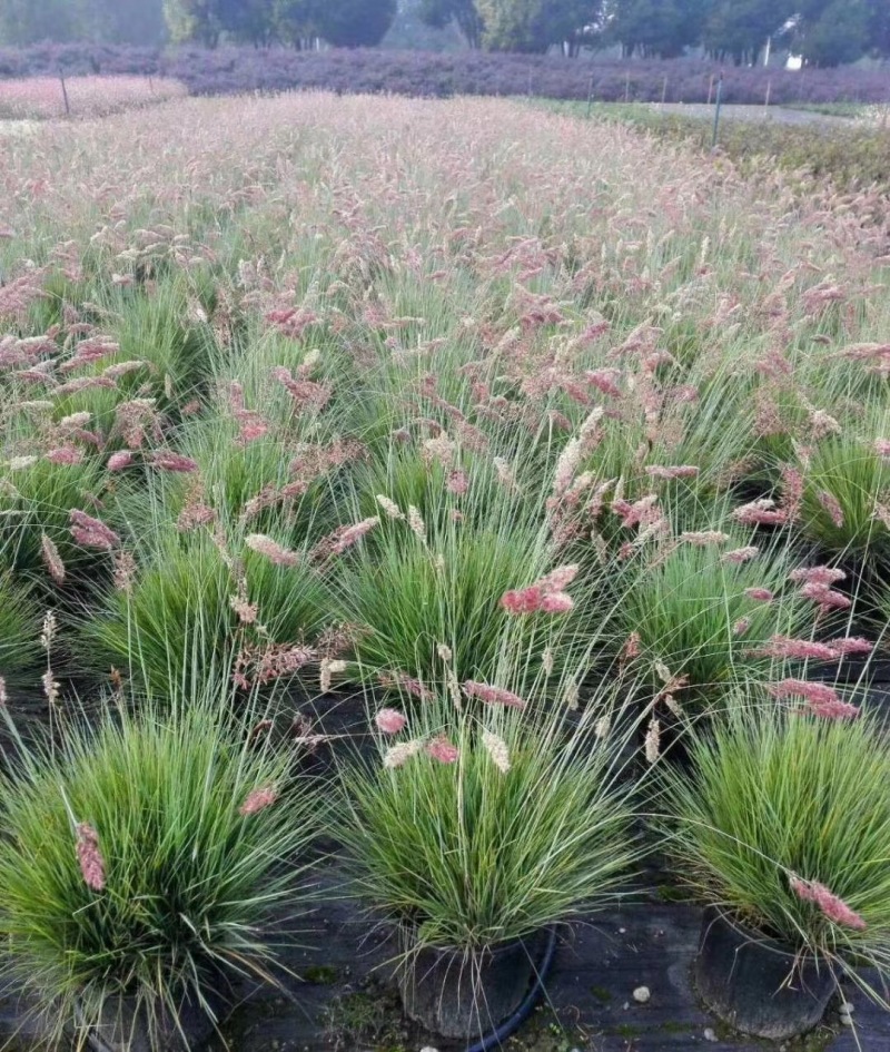 坡地毛冠草自产自销坡地毛冠草种植基地