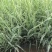玉带草自产自销玉带草种植基地60万低价处理