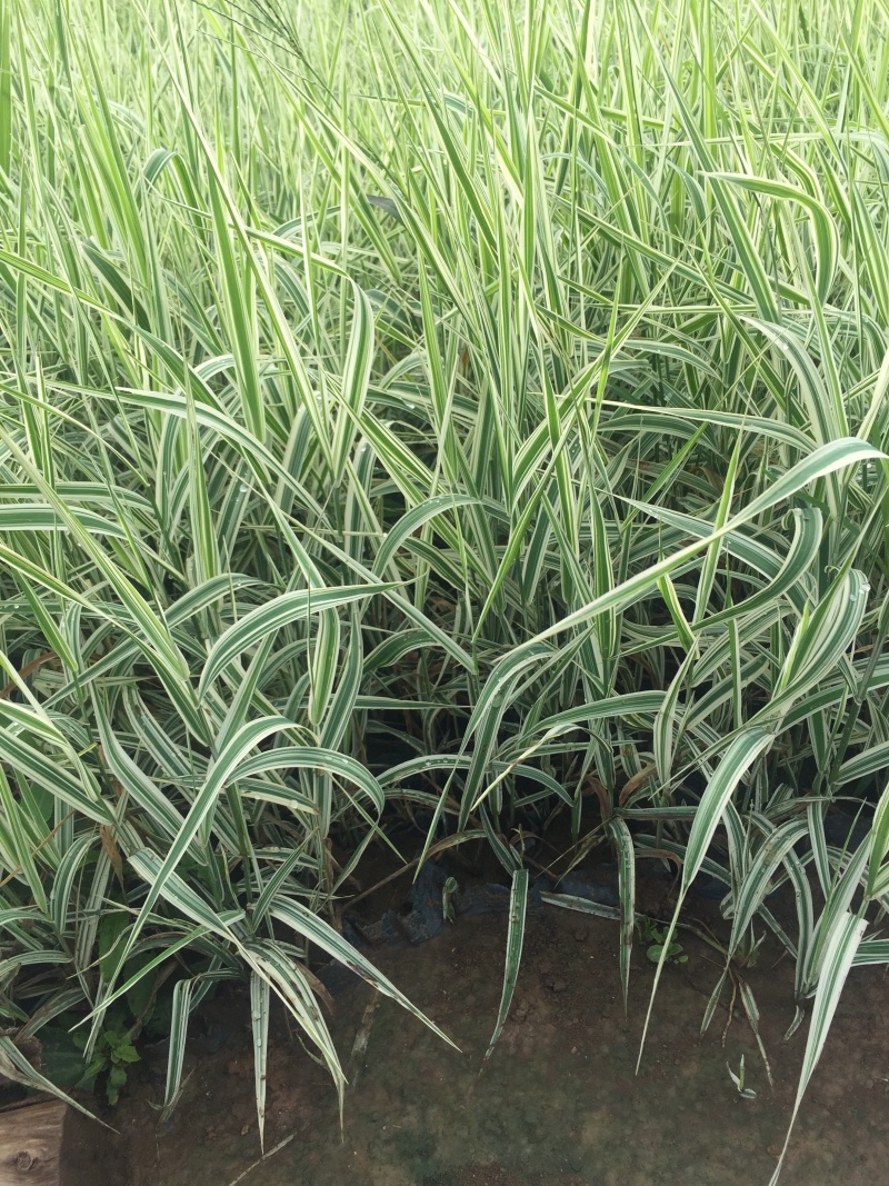 玉带草自产自销玉带草种植基地60万低价处理