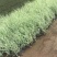 玉带草自产自销玉带草种植基地60万低价处理