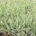 玉带草自产自销玉带草种植基地60万低价处理