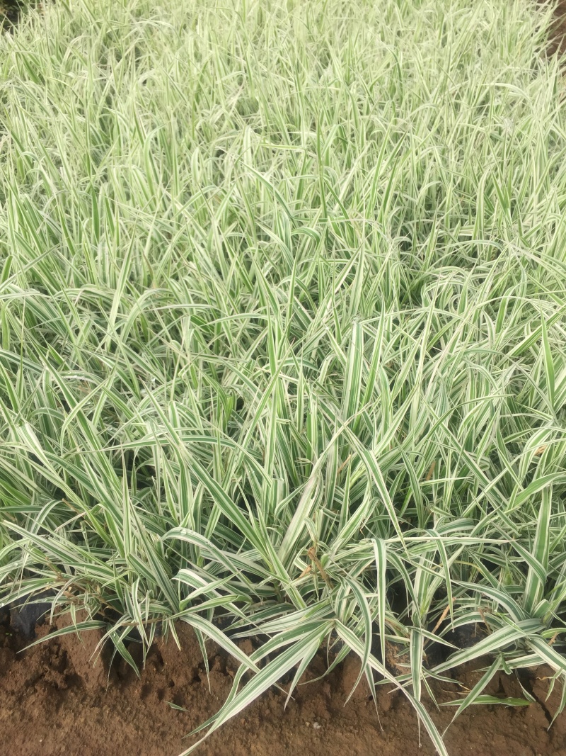 玉带草自产自销玉带草种植基地60万低价处理