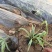 玉带草自产自销玉带草种植基地60万低价处理