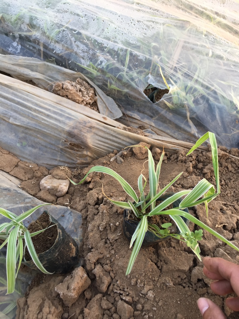 玉带草自产自销玉带草种植基地60万低价处理