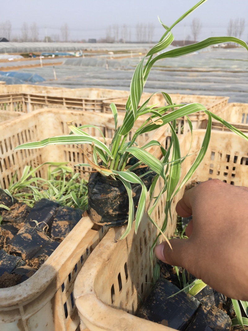玉带草自产自销玉带草种植基地60万低价处理