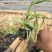 玉带草自产自销玉带草种植基地60万低价处理
